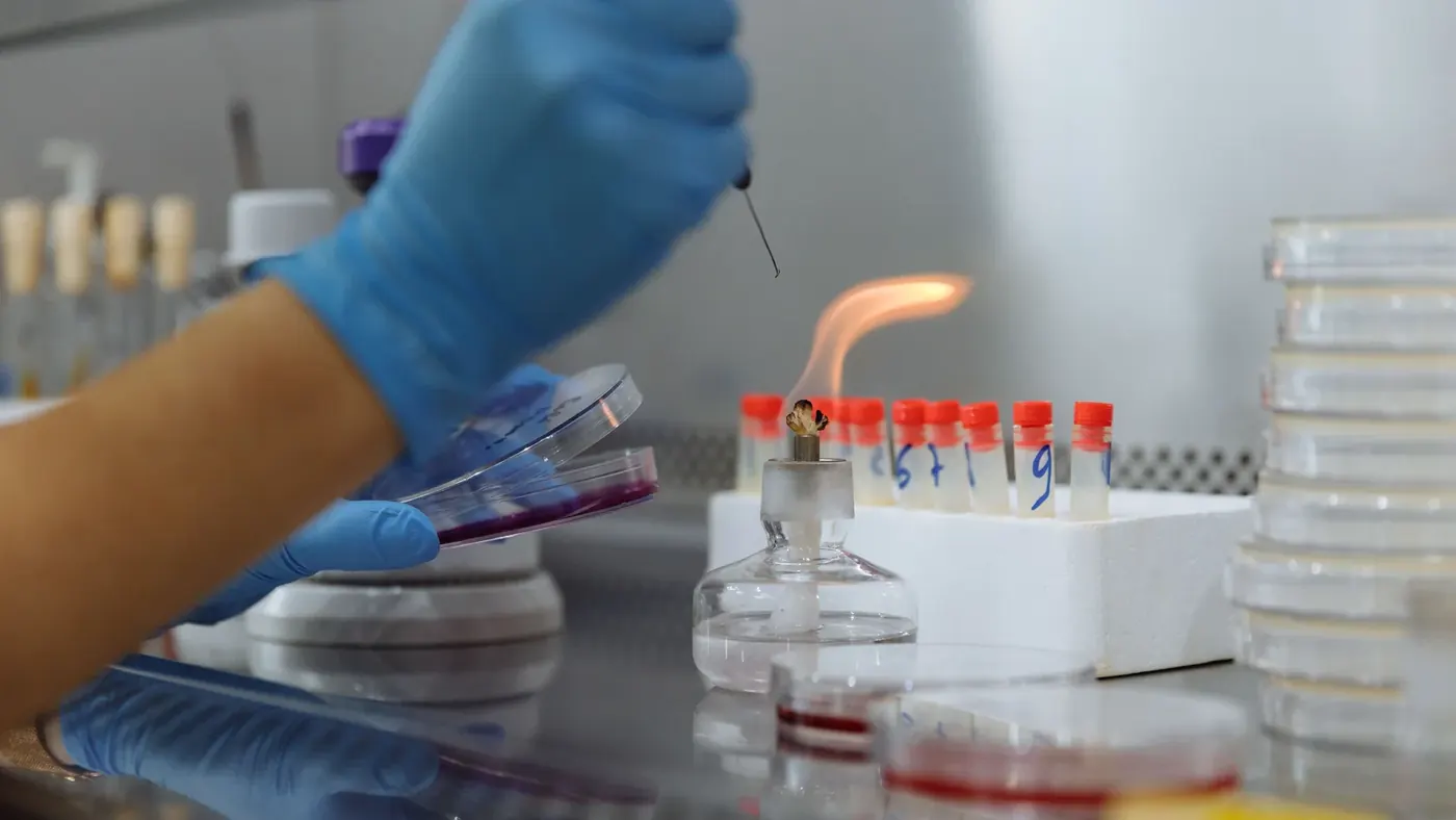 Microbiology workshop with practical laboratory sample handling